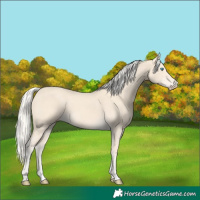 Horse Color:Cremello 