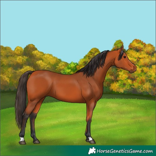 Horse Color:Bay 