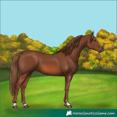 Horse Color:Chestnut 