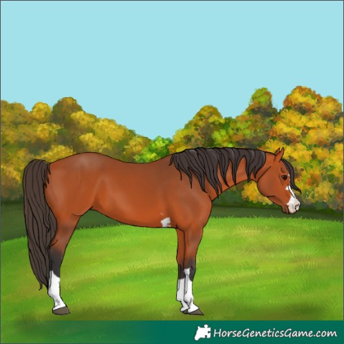 Horse Color:Bay 