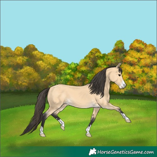 Horse Color:Buckskin 