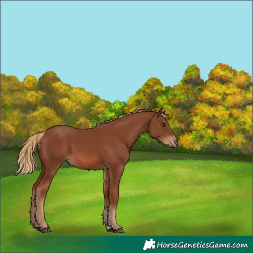Horse Color:Chestnut 