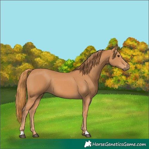 Horse Color:Chestnut 