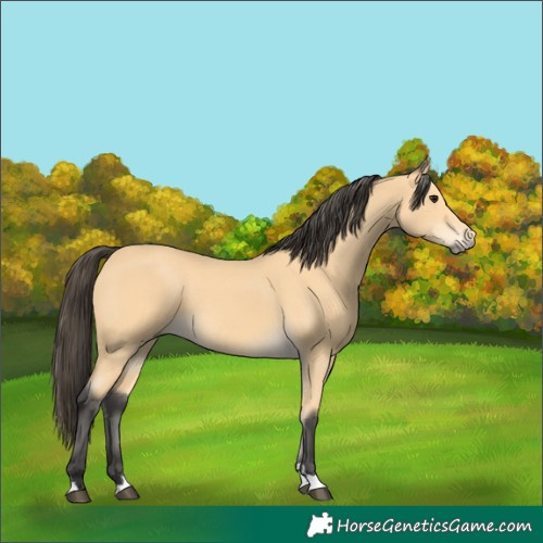Horse Color:Buckskin