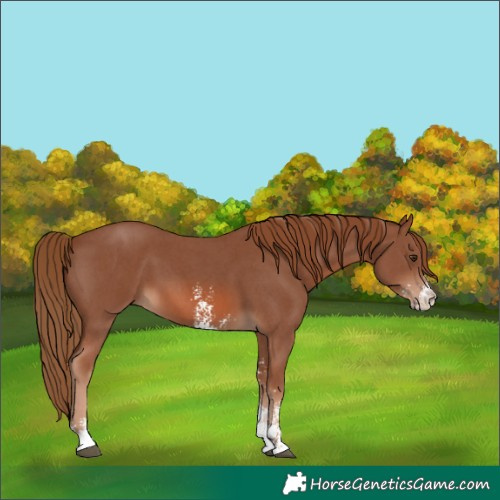 Horse Color:Chestnut Sabino 
