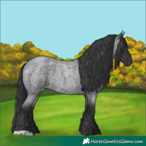Horse Color:Blue Roan 