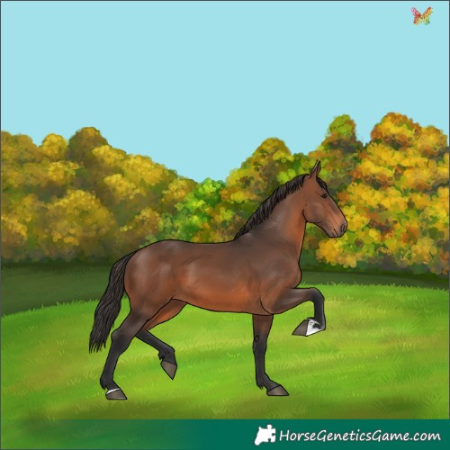Horse Color:Brown 