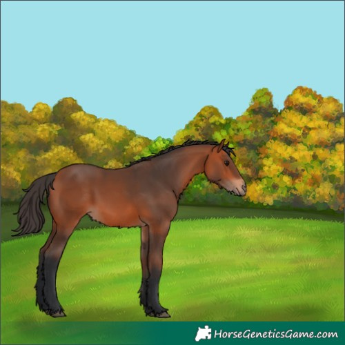 Horse Color:Bay 