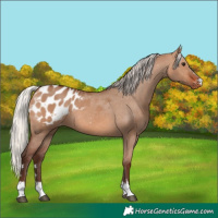 Horse Color:Silver Brown Dun Appaloosa 