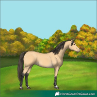 Horse Color:Buckskin 