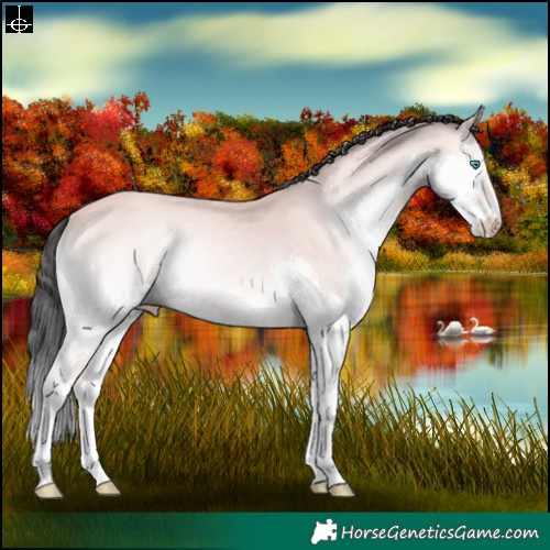 Horse Color:Platinum Bay Onyx Splash 