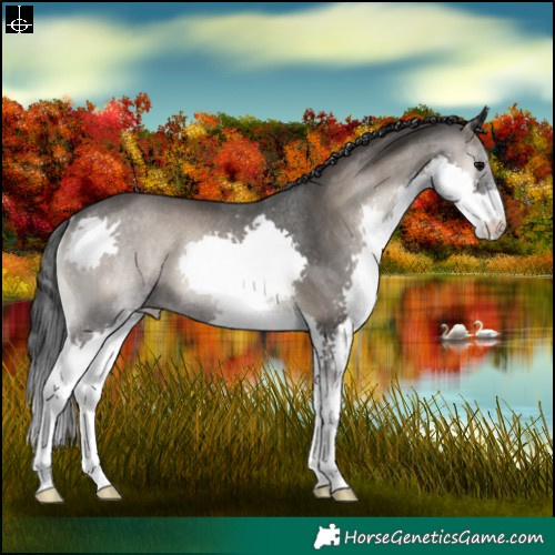 Horse Color:Blue Onyx Splash Rabicano 