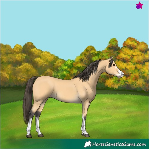 Horse Color:Buckskin 
