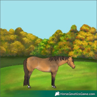 Horse Color:Buckskin
