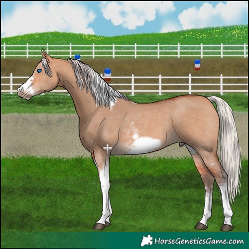 Horse Color:Silver Bay Dun Sabino Tobiano Frame Rabicano 