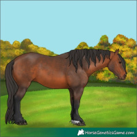 Horse Color:Bay 