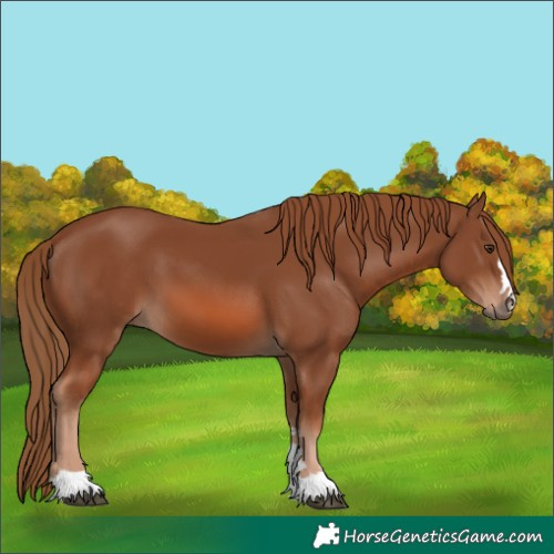 Horse Color:Chestnut 