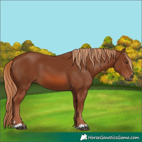 Horse Color:Chestnut 