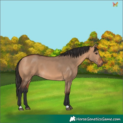 Horse Color:Bay Dun 