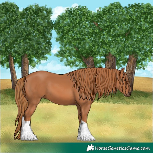 Horse Color:Chestnut 