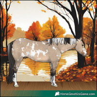 Horse Color:White Spotted Brown Dun 