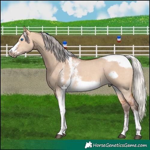 Horse Color:Silver Bay Dun Sabino Tobiano Frame Rabicano 
