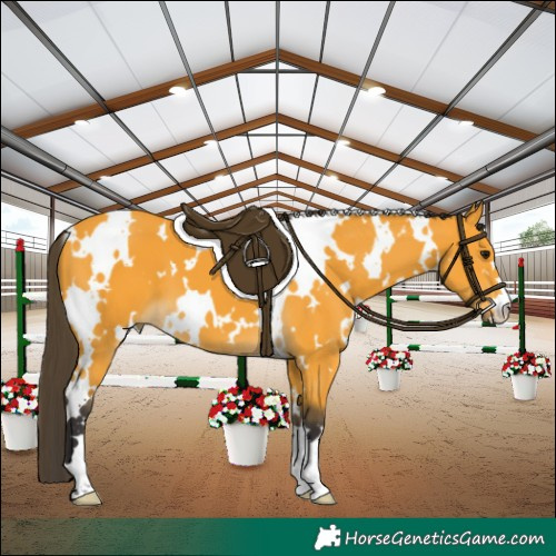 Horse Color:White Spotted Buckskin 