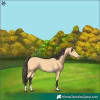 Horse Color:Buckskin 