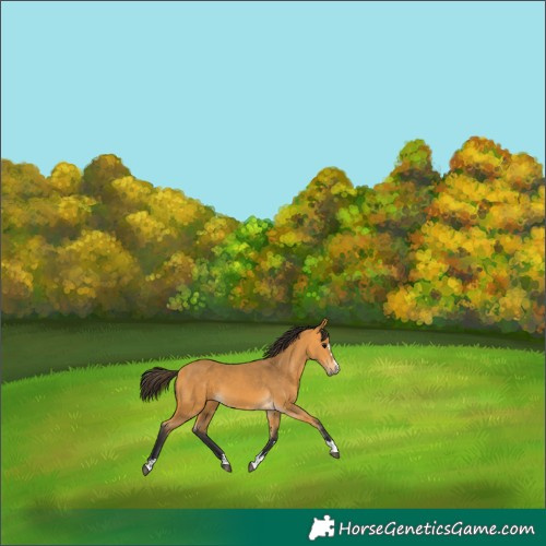 Horse Color:Buckskin 