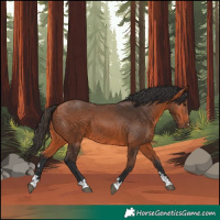 Horse Color:Bay 