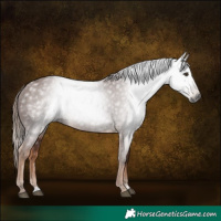 Horse Color:Gray Chestnut