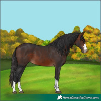 Horse Color:Bay 