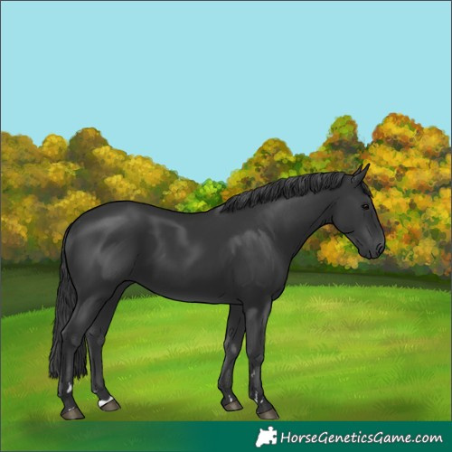 Horse Color:Black 