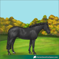 Horse Color:Black 