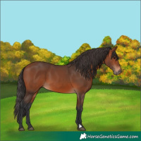 Horse Color:Bay 