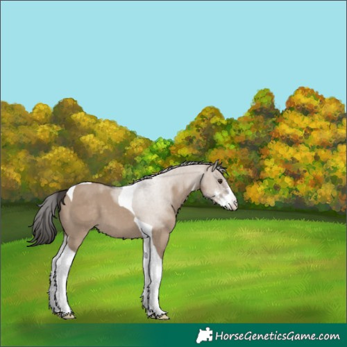Horse Color:Liver Red Dun Sabino Tobiano 