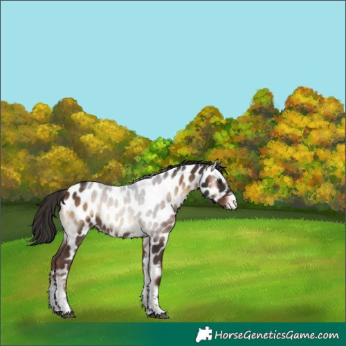 Horse Color:Liver Red Onyx Tobiano Appaloosa 