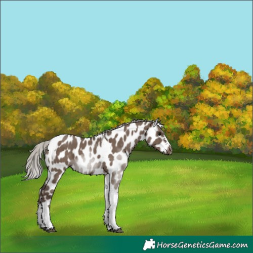 Horse Color:Silver Grullo Tobiano Appaloosa 