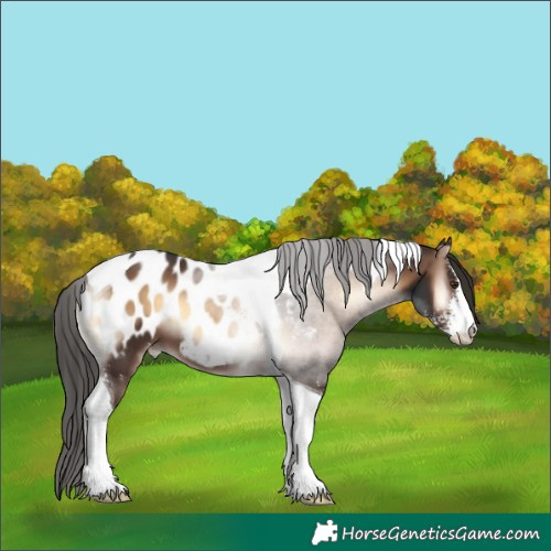 Horse Color:Liver Red Onyx Sabino Tobiano Appaloosa 