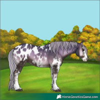 Horse Color:Silver Blue Onyx Sabino Near Leopard 