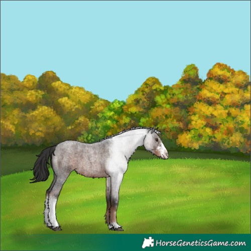 Horse Color:Liver Red Roan Sabino 