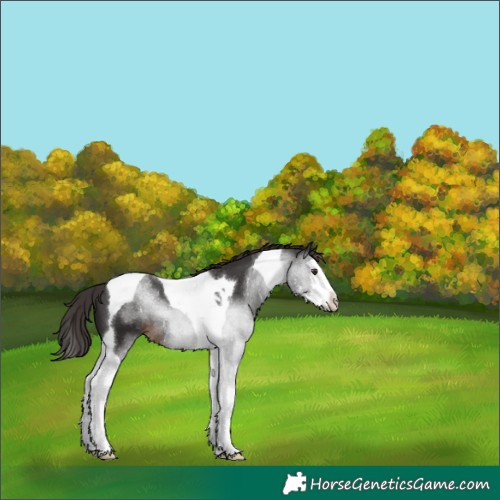 Horse Color:Liver Chestnut Sabino Splash Tobiano 