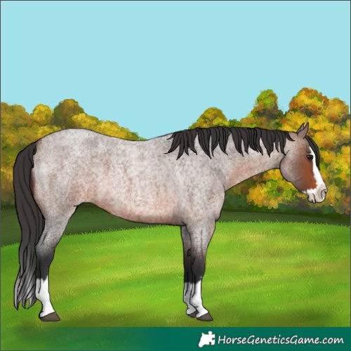 Horse Color:Brown Roan Splash 