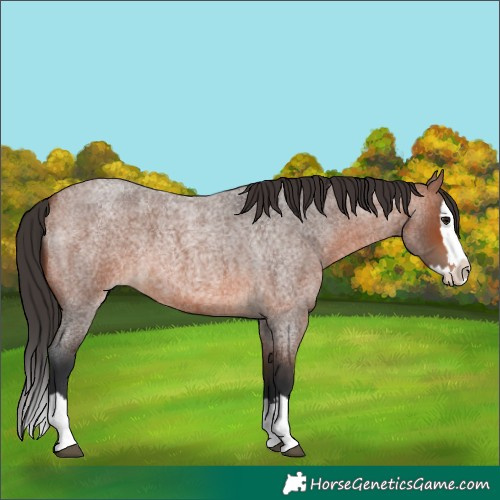 Horse Color:Bay Roan Splash