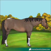 Horse Color:Bay Dun Tobiano 