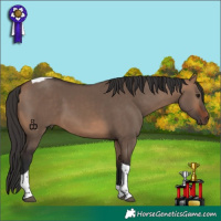 Horse Color:Bay Dun Tobiano 