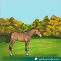 Horse Color:Buckskin Sabino Tobiano Rabicano 