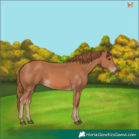 Horse Color:Chestnut 