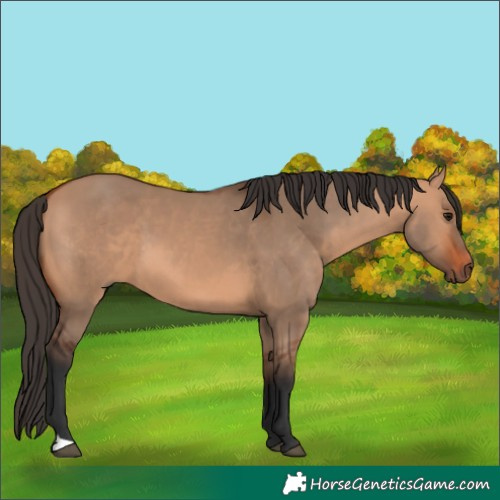 Horse Color:Bay Dun