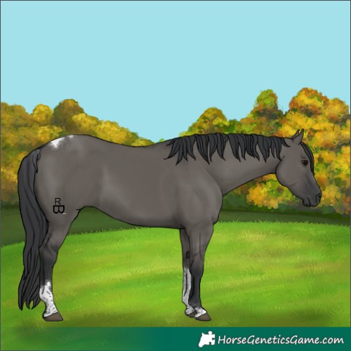 Horse Color:Grullo Tobiano